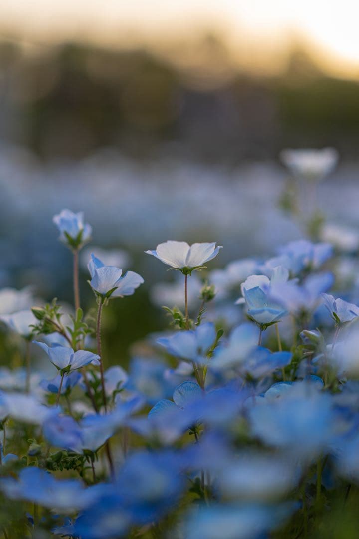 SONY sonnar T＊ FE 55mm F1.8 ZA プロテクター付き