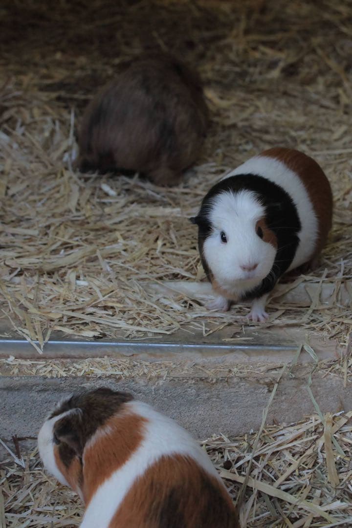 【最終値下げ】 　EF28-80mm F2.8-4L USM