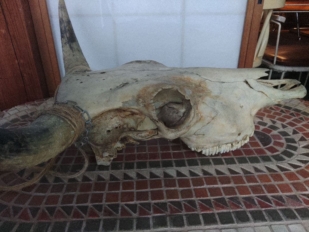 希少　スカルヘッド　バッファロー　本物　頭蓋骨　ヴィンテージ　アンティーク