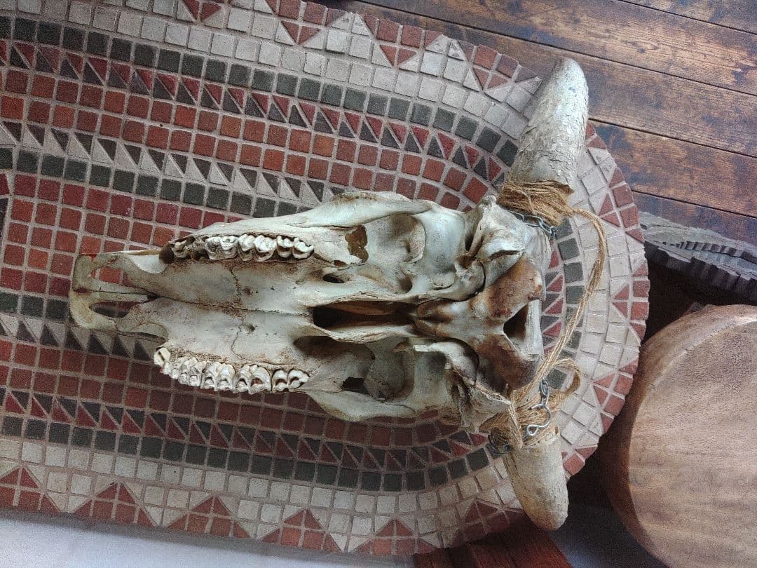 希少　スカルヘッド　バッファロー　本物　頭蓋骨　ヴィンテージ　アンティーク