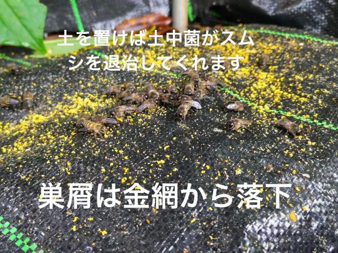 日本蜜蜂 重箱式巣箱４段　スライド底板 スノコ　誘引液300cc付　 セット割有