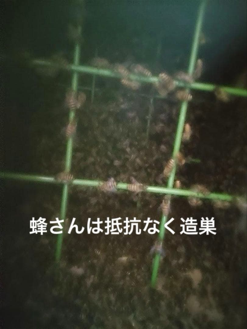 日本蜜蜂 重箱式巣箱４段　スライド底板 スノコ　誘引液300cc付　 セット割有