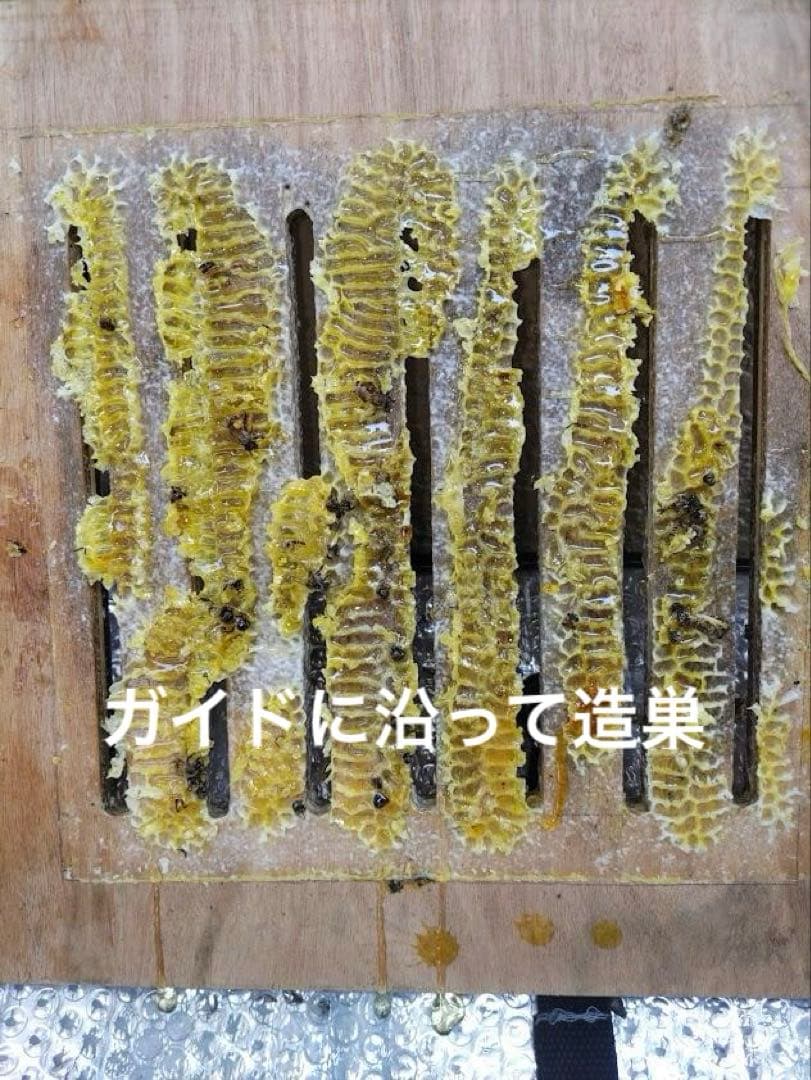 日本蜜蜂 重箱式巣箱４段　スライド底板 スノコ　誘引液300cc付　 セット割有
