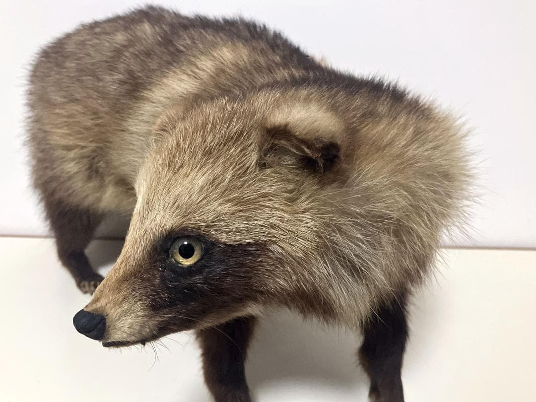 狸の剥製：種の保存法に該当しない動物