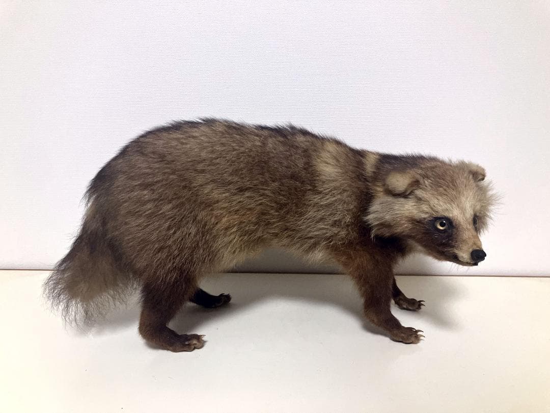 狸の剥製：種の保存法に該当しない動物