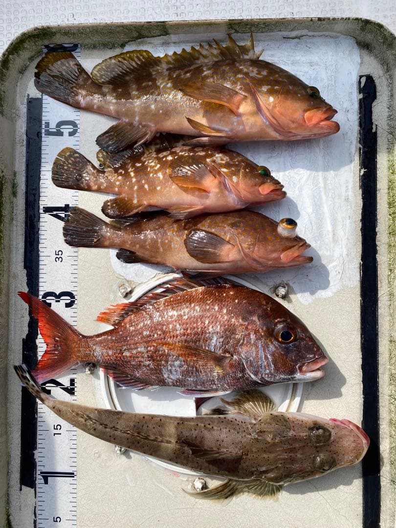 コスパ最強で釣果抜群！★エビ針ジグ★魚釣り 船釣り 仕掛け ★送料無料★