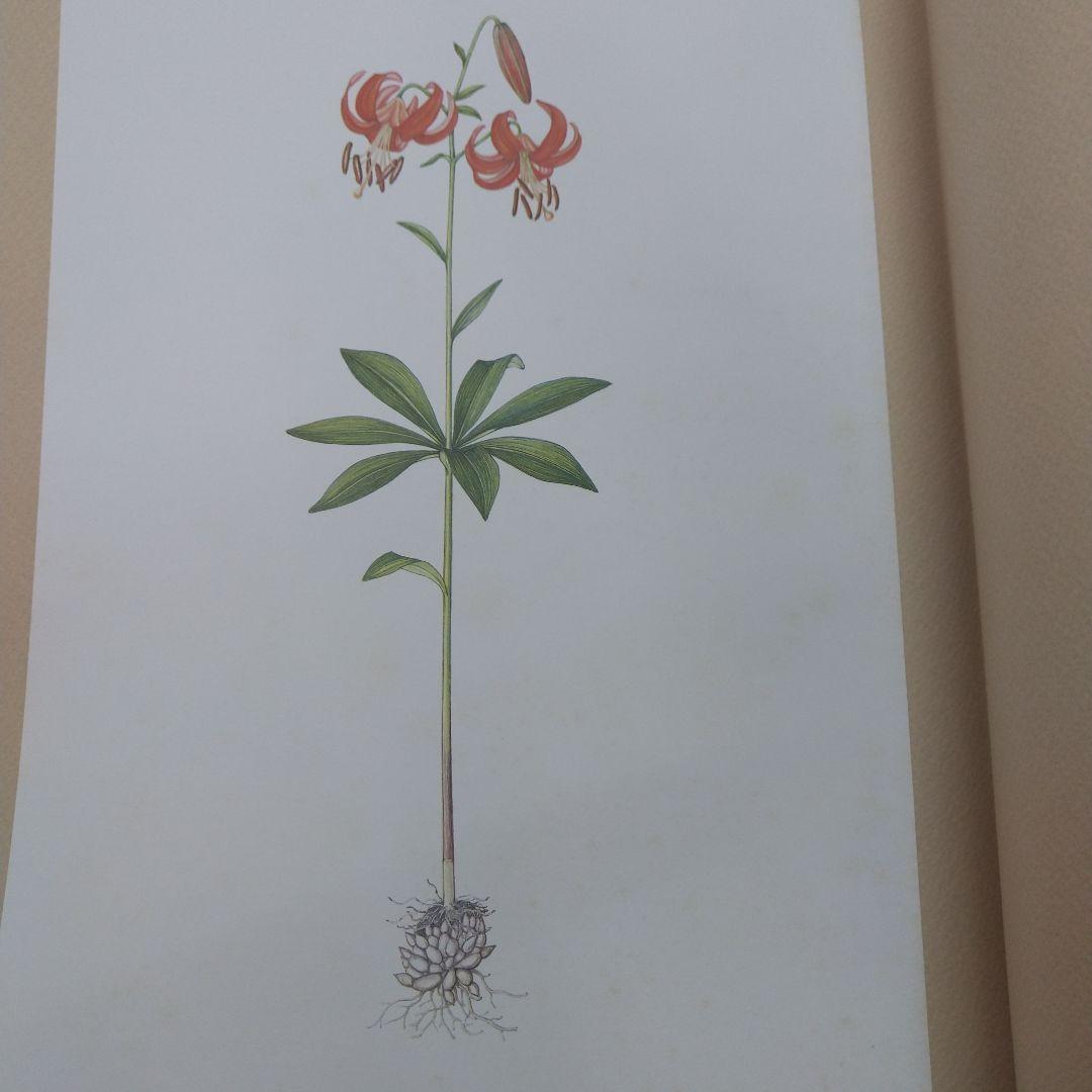 (値下げしました)佐藤達夫 植物画集