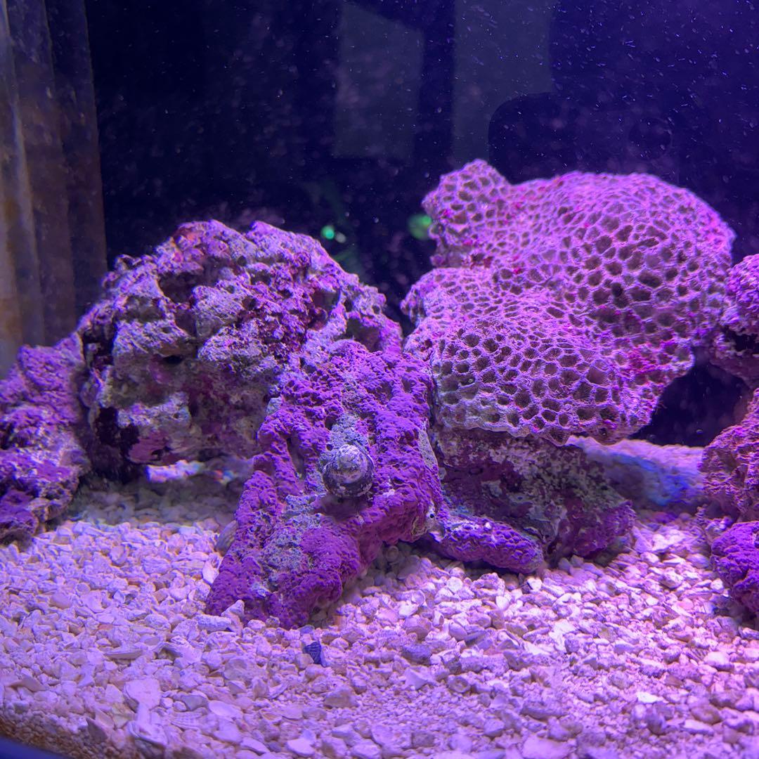 ライブロック　11kg