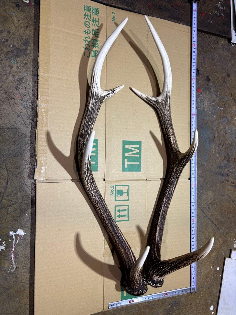 クラフト　鹿の角 エゾシカ 角 蝦夷鹿の角