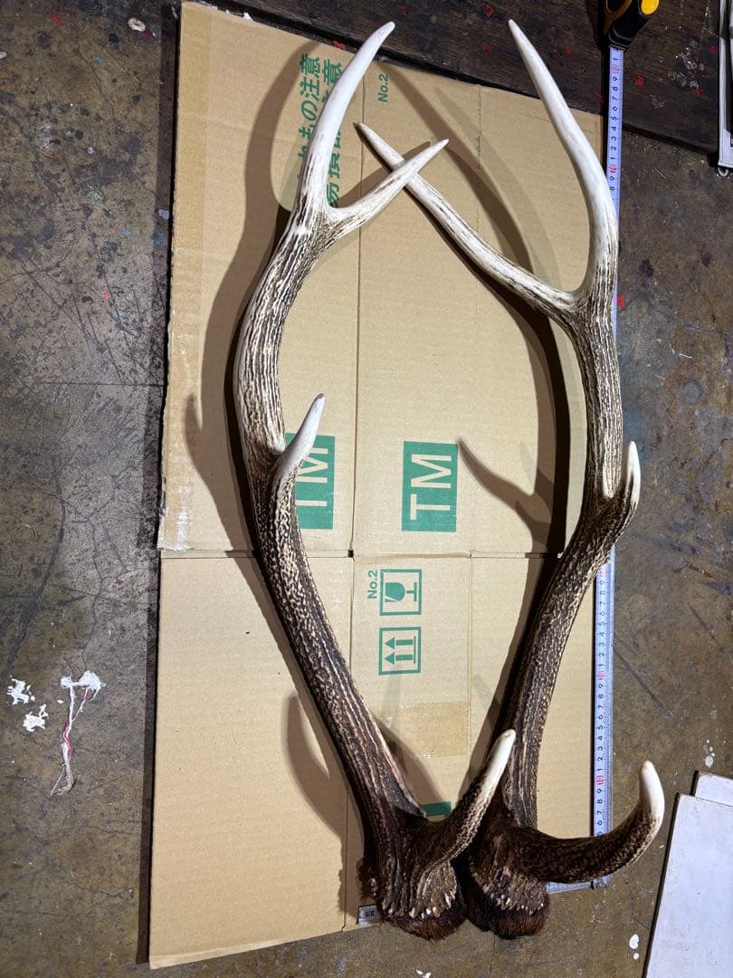 クラフト　鹿の角 エゾシカ 角 蝦夷鹿の角