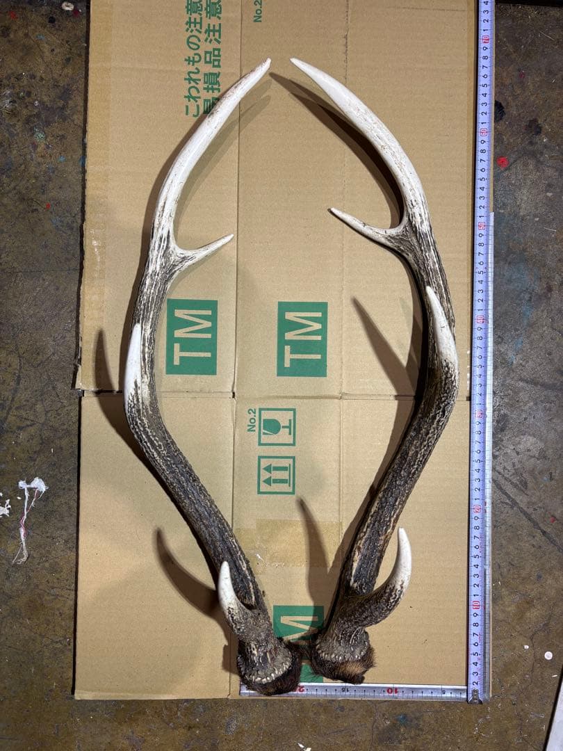 クラフト　鹿の角 エゾシカ 角 蝦夷鹿の角