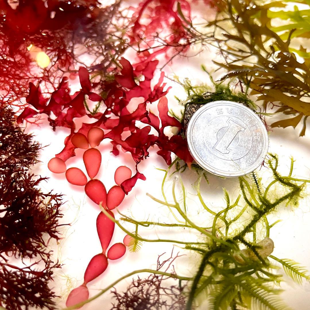 【匿名・宅急便】　12/14まで　赤色海藻　セット　紅藻　+褐藻+緑藻 海藻