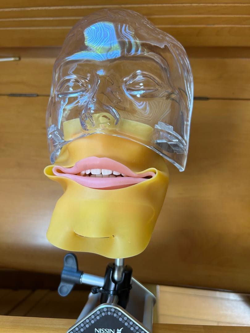 歯科 顎模型 NISSIN マネキン まとめ売り