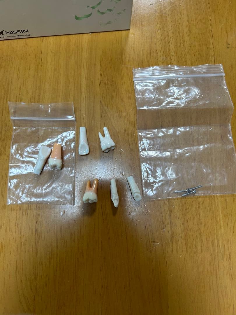 歯科 顎模型 NISSIN マネキン まとめ売り
