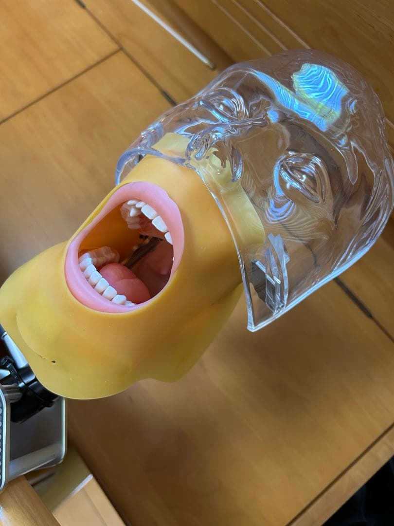 歯科 顎模型 NISSIN マネキン まとめ売り