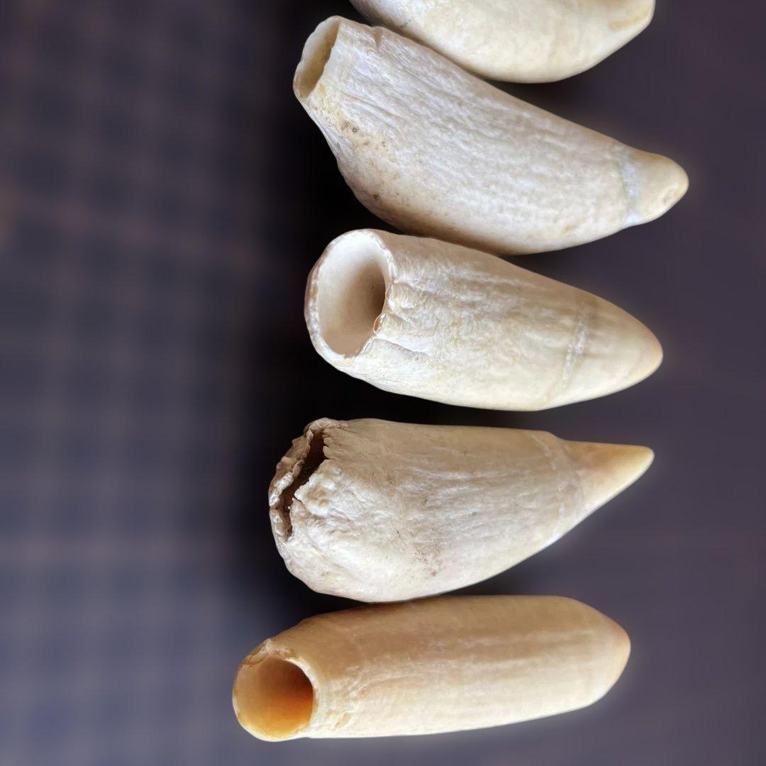 鯨歯　マッコウクジラの歯です。