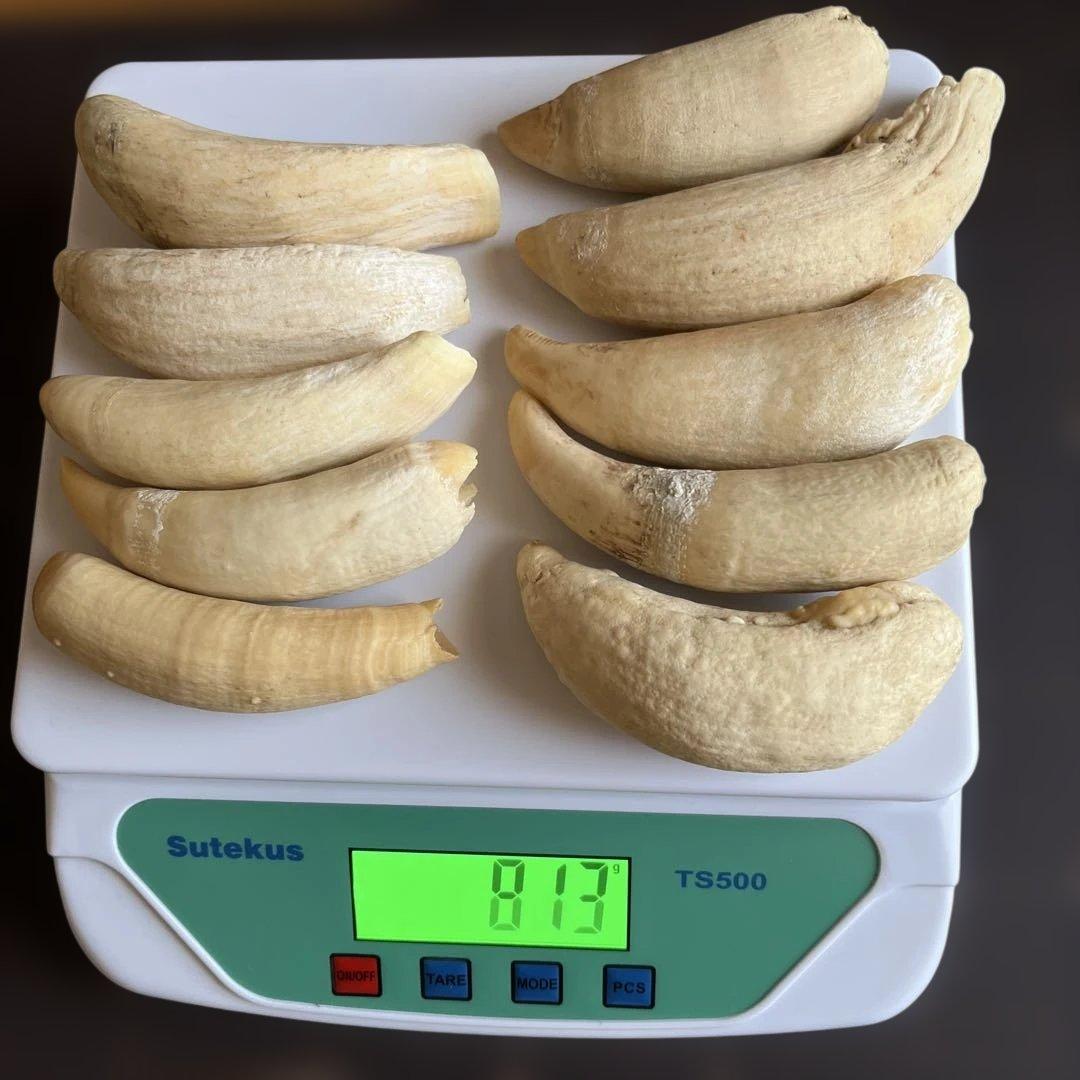 鯨歯　マッコウクジラの歯です。