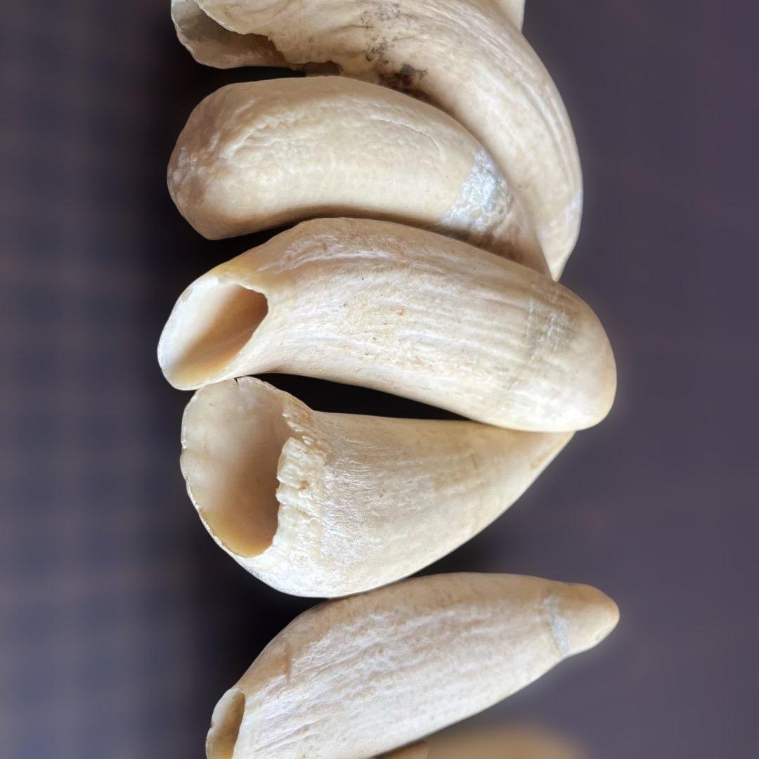 鯨歯　マッコウクジラの歯です。