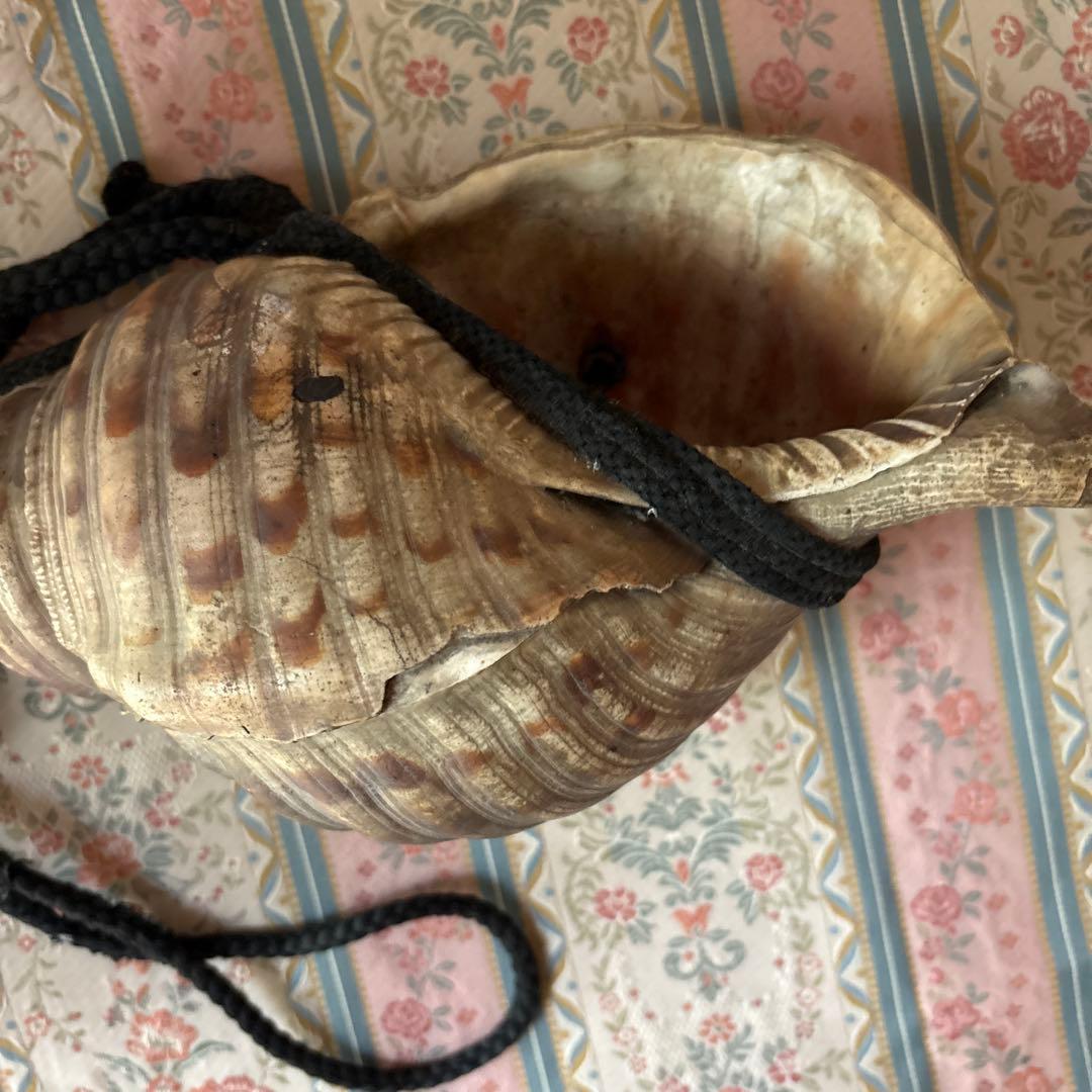 法螺貝 約37cm 大型 ホラ貝 ほら貝