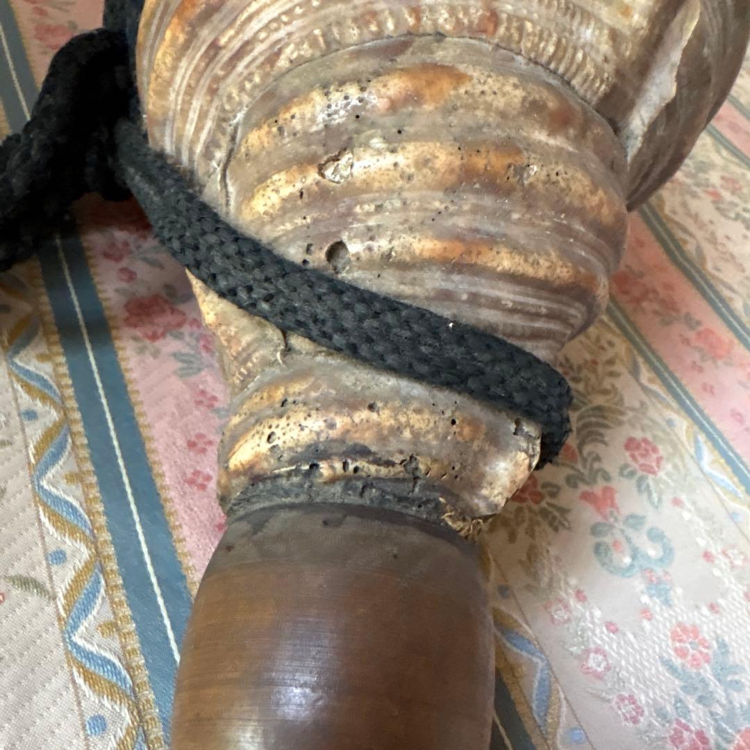 法螺貝 約37cm 大型 ホラ貝 ほら貝