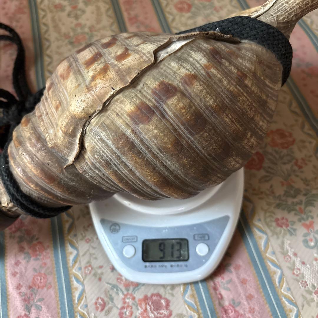 法螺貝 約37cm 大型 ホラ貝 ほら貝