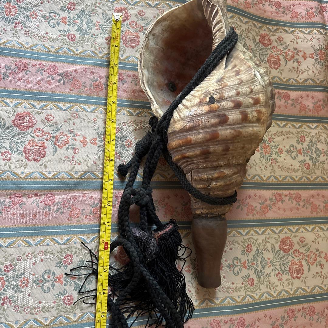 法螺貝 約37cm 大型 ホラ貝 ほら貝