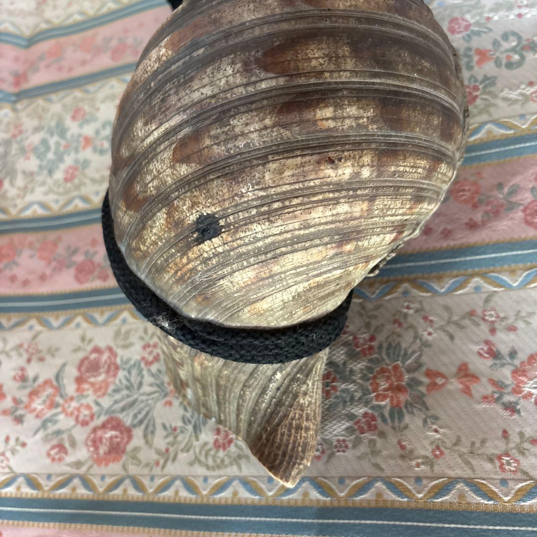 法螺貝 約37cm 大型 ホラ貝 ほら貝