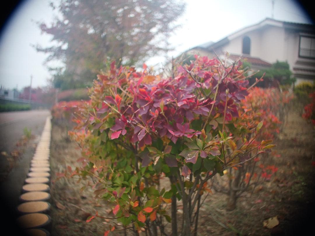 アリマウント　オールドレンズ　Schneider Cinegon 10mm