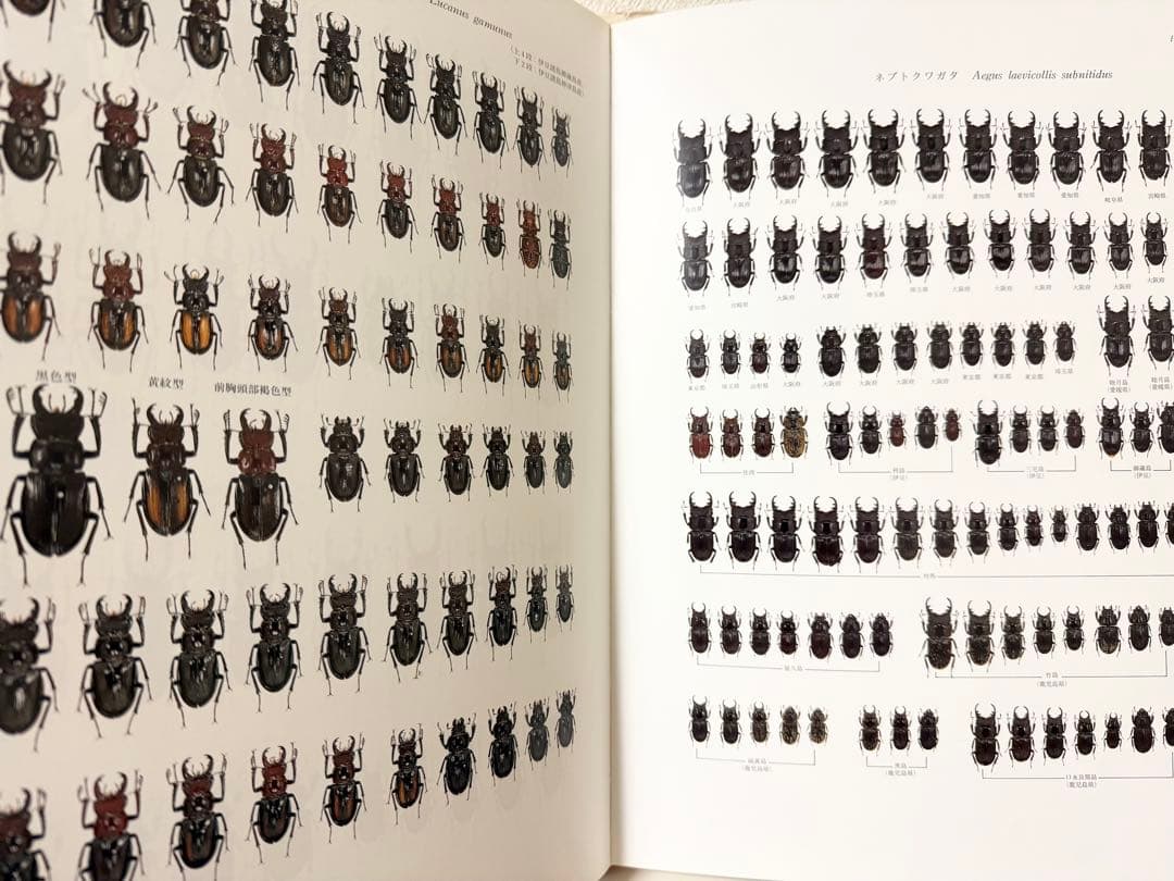 日本産クワガタムシ大図鑑 希少本