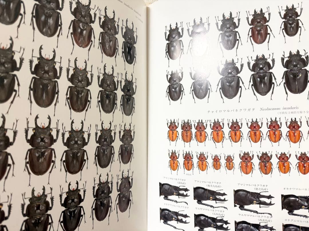 日本産クワガタムシ大図鑑 希少本