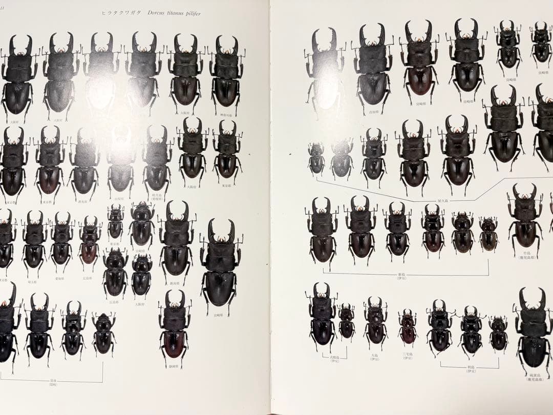 日本産クワガタムシ大図鑑 希少本