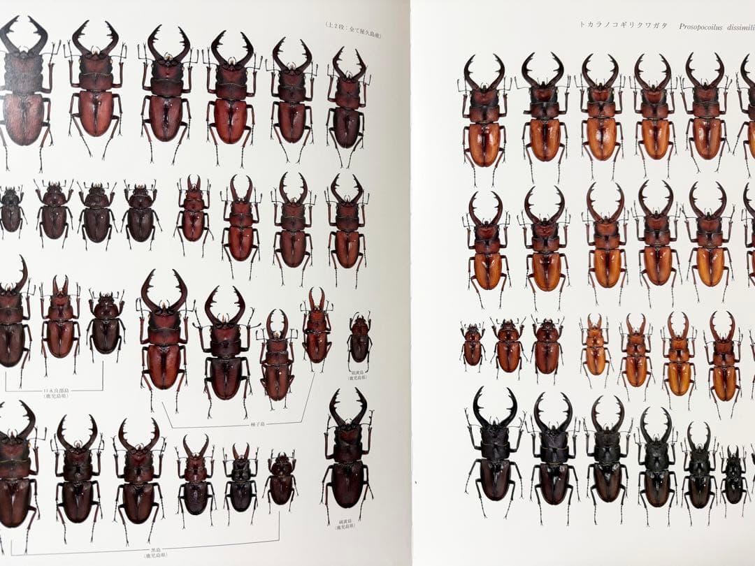 日本産クワガタムシ大図鑑 希少本