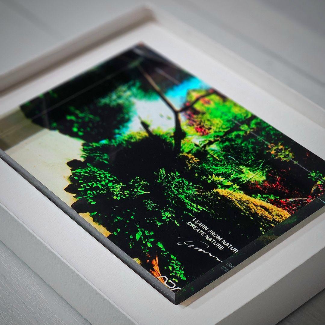 ADA アクリルフォト 水中の森 Forests Underwater 新品