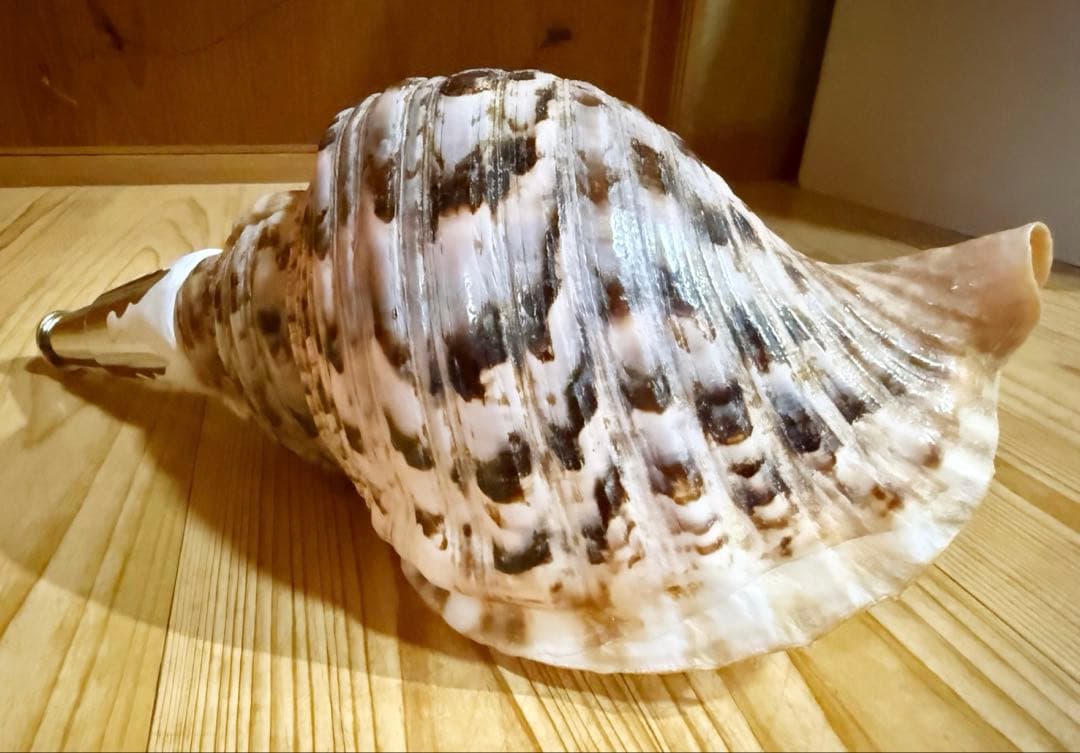 修験道法螺貝　山伏　密教　魔除け　熊よけ、❣️ホラガイ　ほら貝