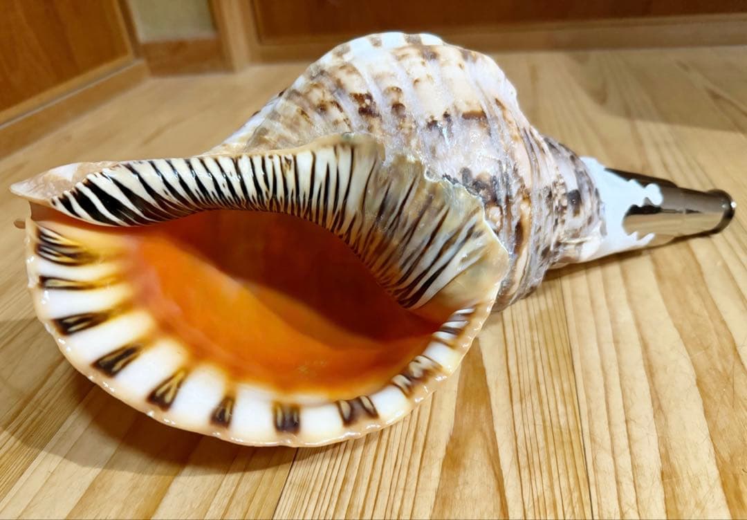 修験道法螺貝　山伏　密教　魔除け　熊よけ、❣️ホラガイ　ほら貝