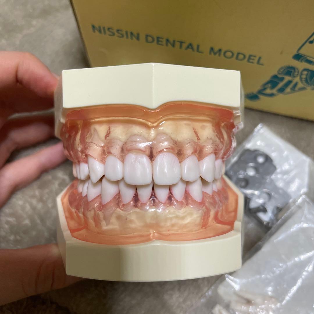 NISSIN ニッシン 額模型 歯科模型 歯科衛生士