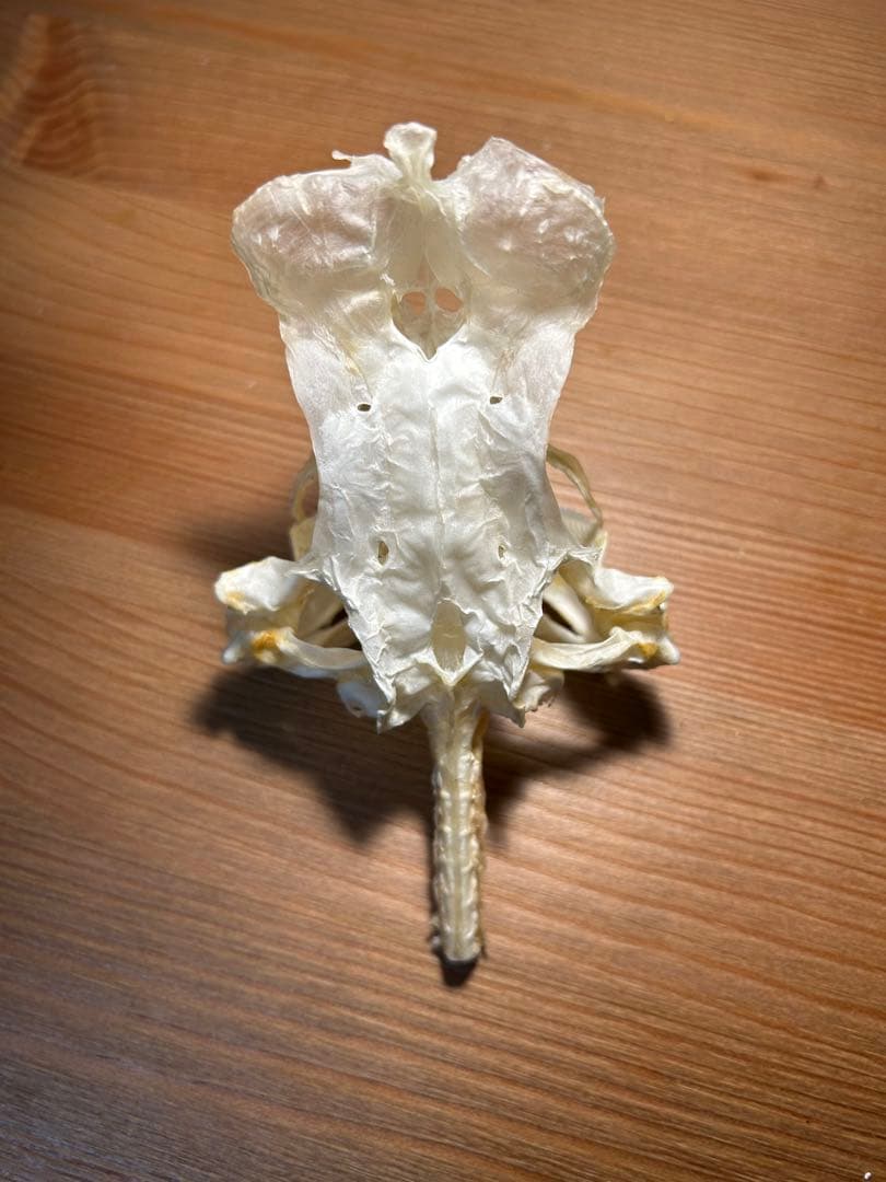 ユメザメの頭骨標本(サメ骨格)