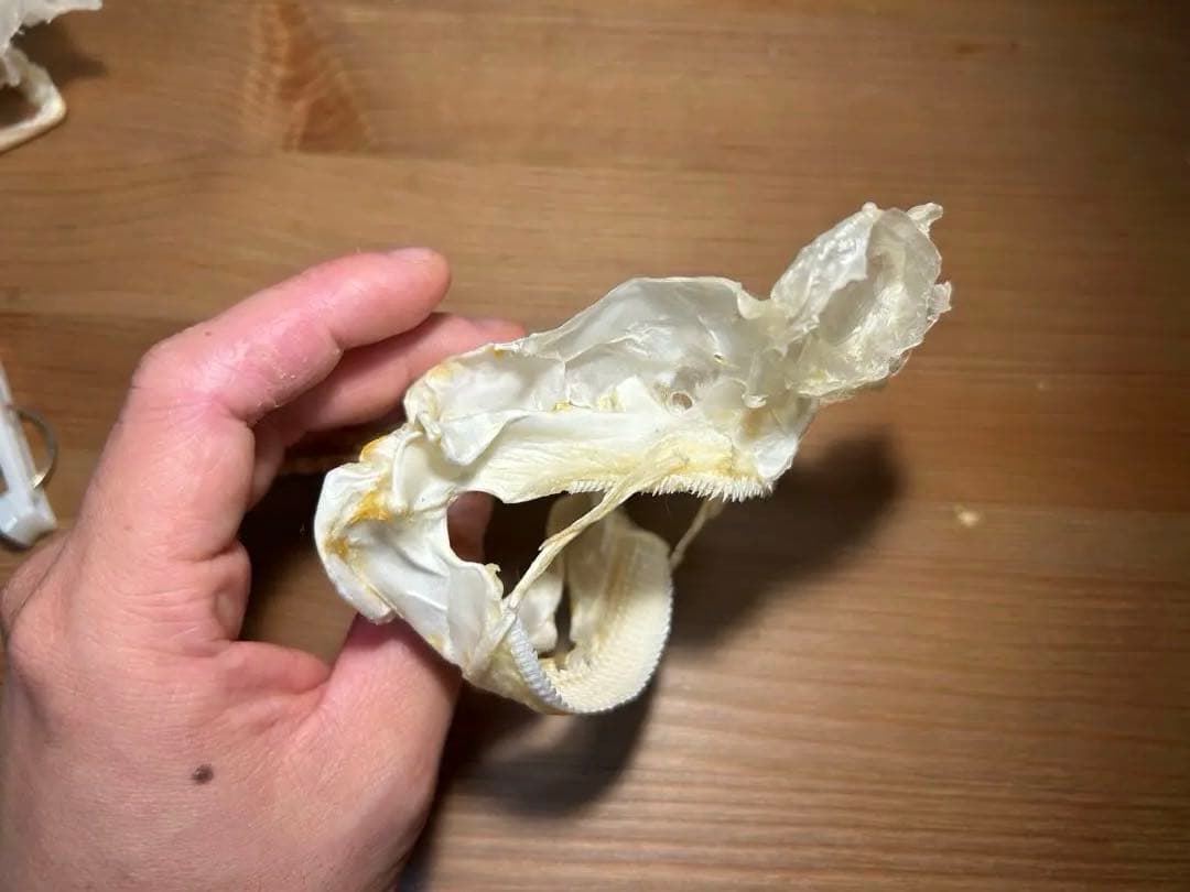 ユメザメの頭骨標本(サメ骨格)