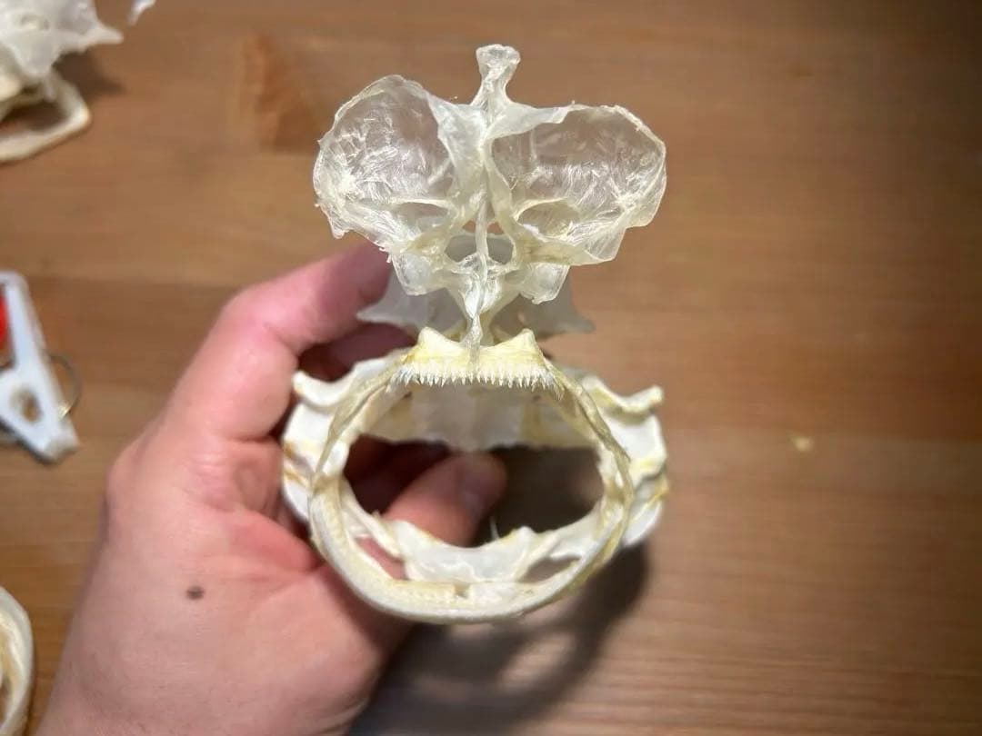 ユメザメの頭骨標本(サメ骨格)