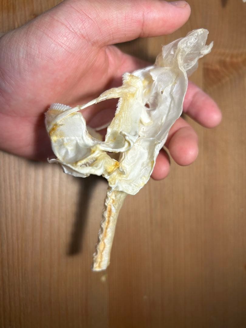 ユメザメの頭骨標本(サメ骨格)