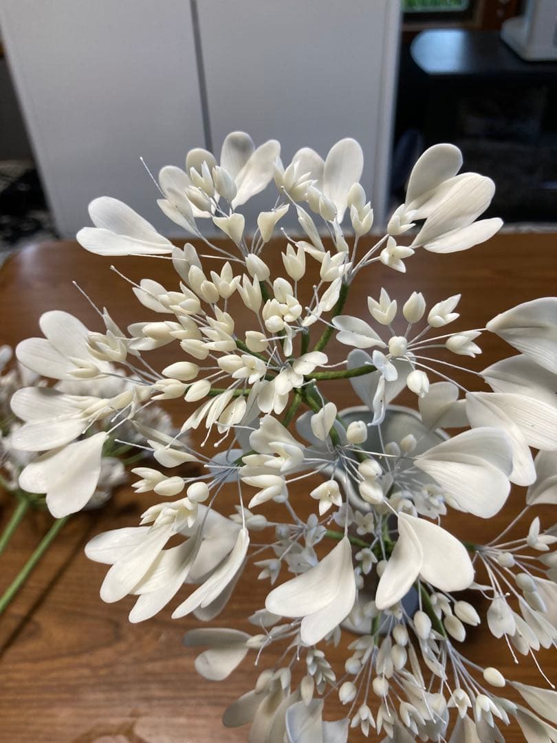 マーコ クレイフラワー　オルレア　トルコ桔梗