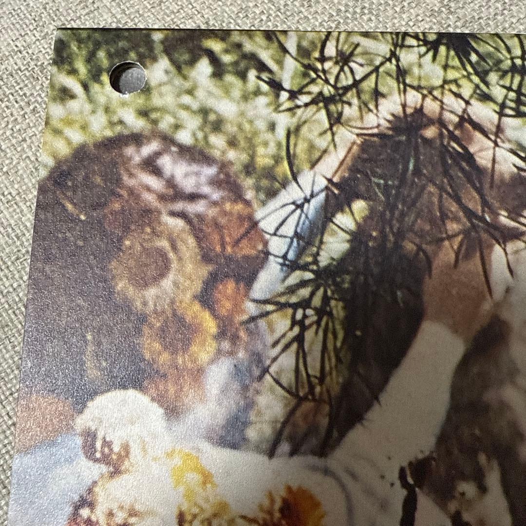 洋楽 Alan  / The Alan  Album