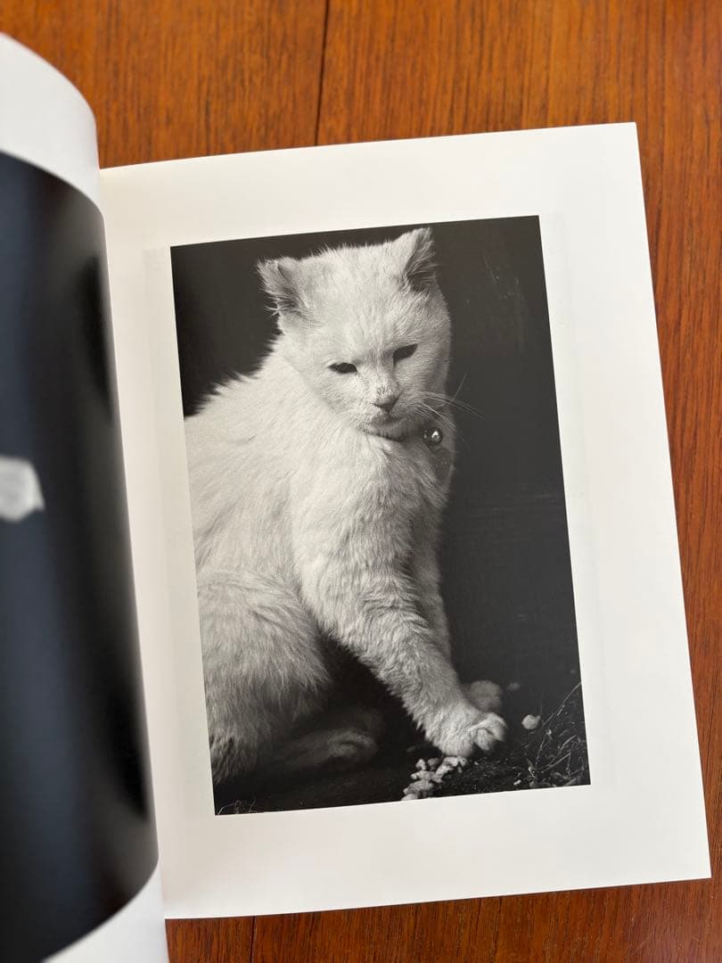 洋書 Katrin Koening