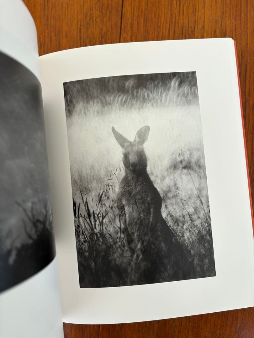 洋書 Katrin Koening