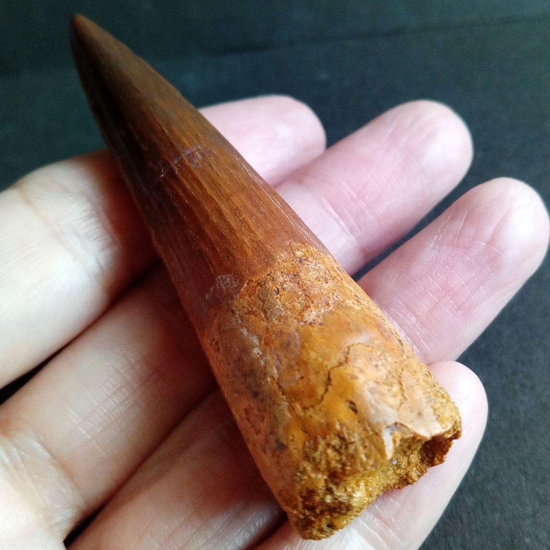 恐竜　スピノサウルス　歯化石　美麗