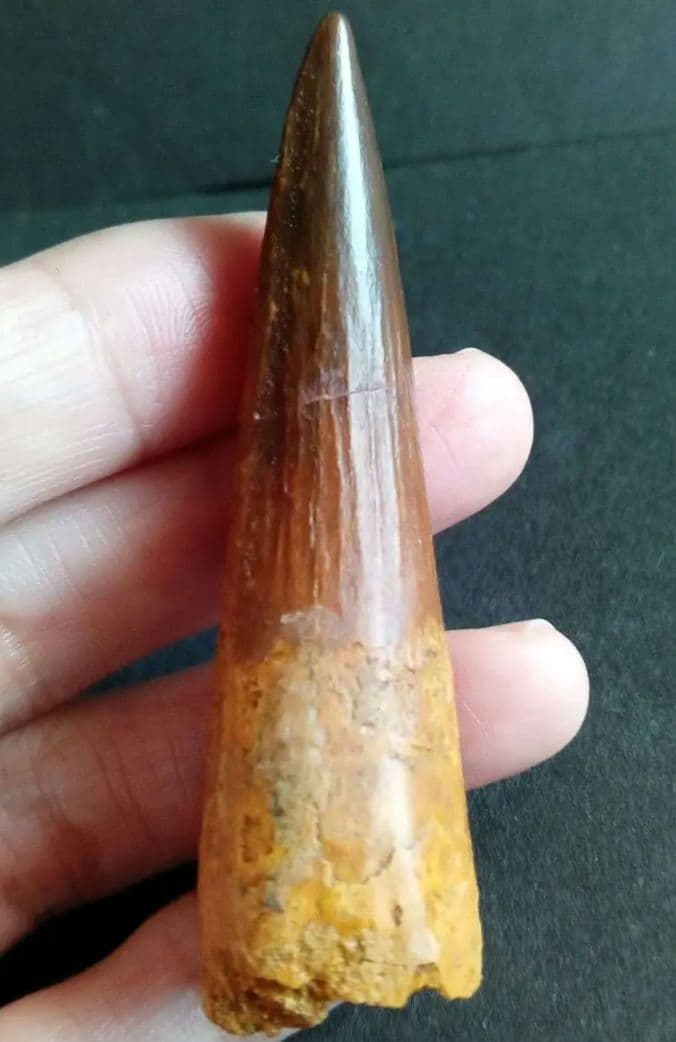 恐竜　スピノサウルス　歯化石　美麗