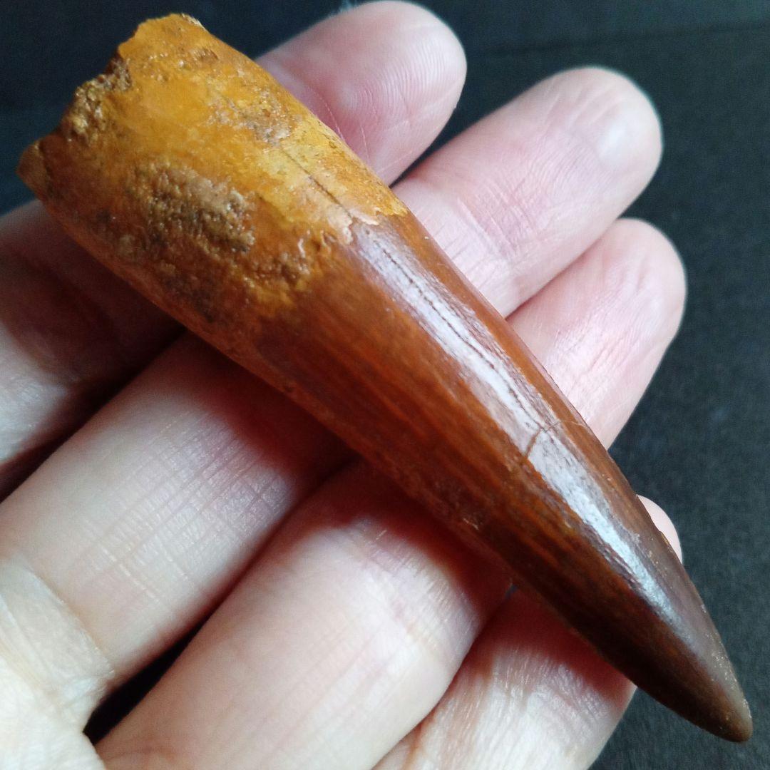 恐竜　スピノサウルス　歯化石　美麗