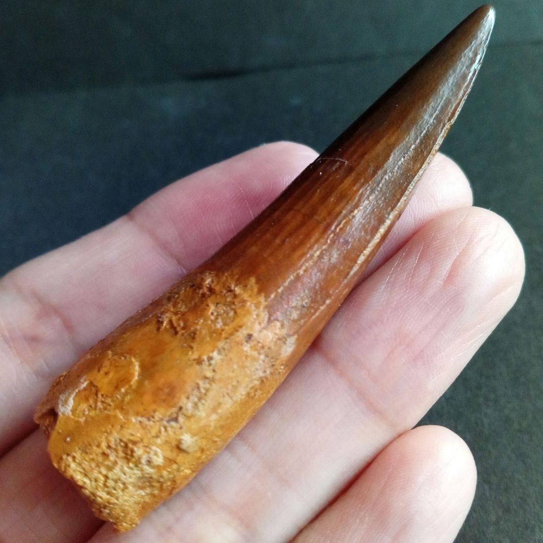 恐竜　スピノサウルス　歯化石　美麗