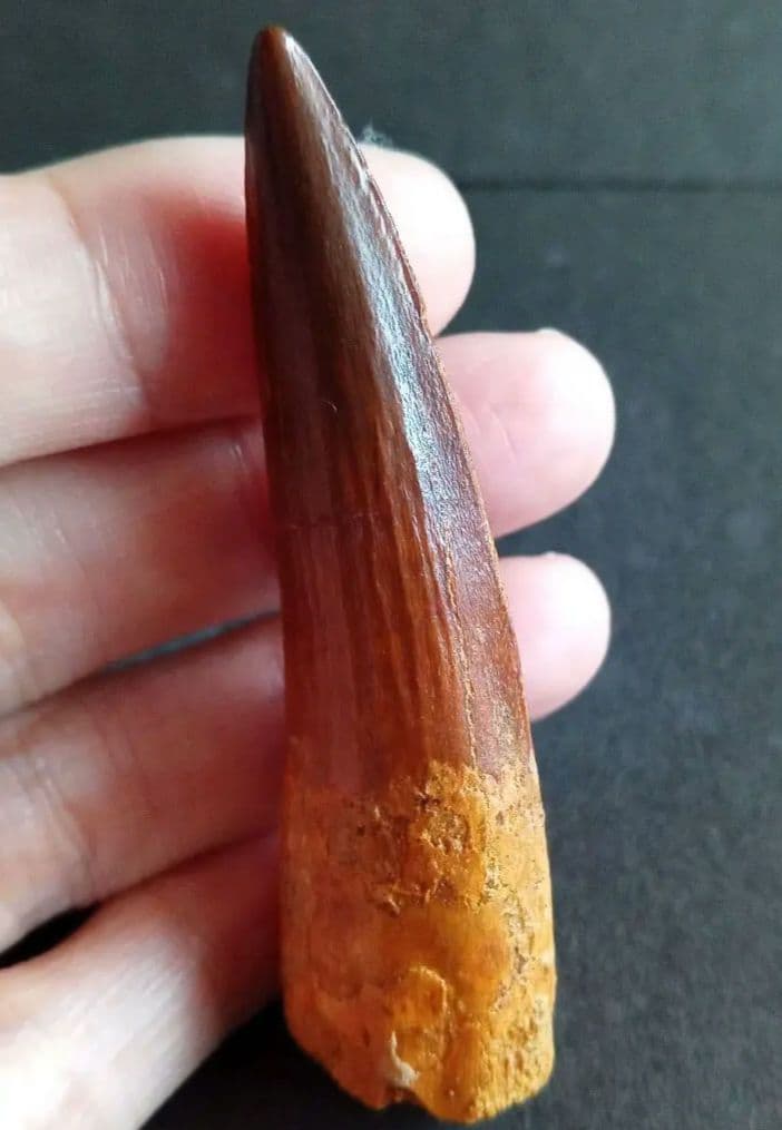 恐竜　スピノサウルス　歯化石　美麗