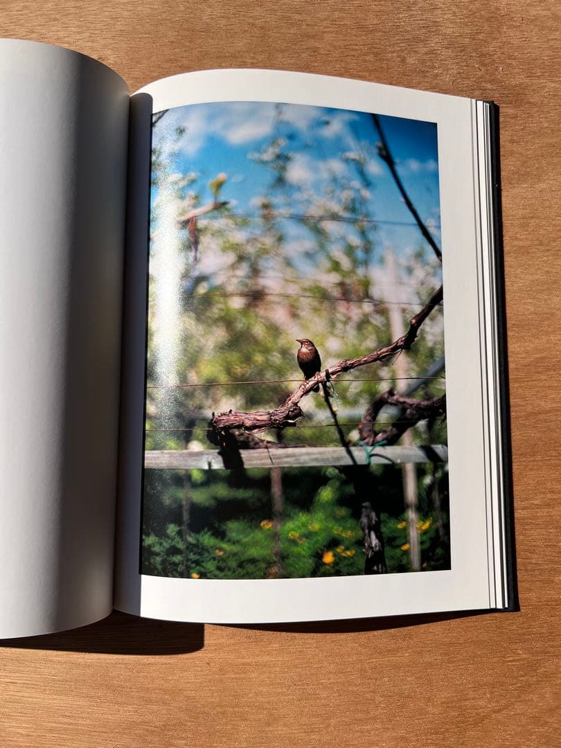 Lana by Terri Weifenbach ハードカバー